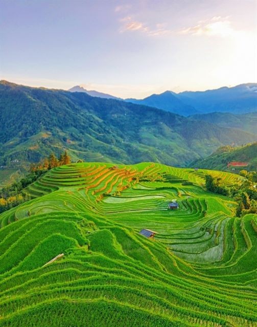 The splendor of Hoang Su Phi's terraced paddy fields