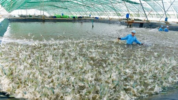 Vietnamese shrimp farms apply AI technology in production