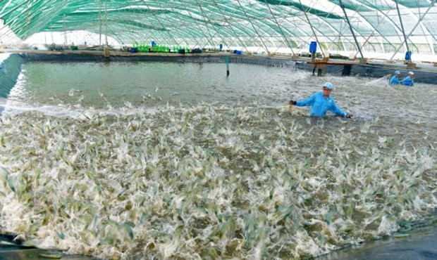 Shrimp raising in Viet-Uc Group. The group announces an official commercial partnership with AquaEasy, applying AI technology in local shrimp ponds. (Photo courtesy of Viet-Uc Group)
