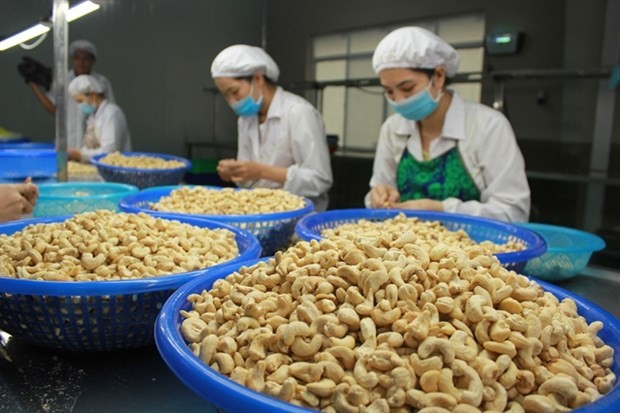 Vietnamese workers process cashew nuts.(Photo vinacas.com.vn)