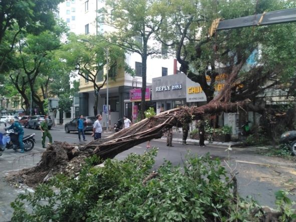 A tree on Hang Chuoi street fell down due to heavy rain in Hanoi. (Photo: VNA/VNS)