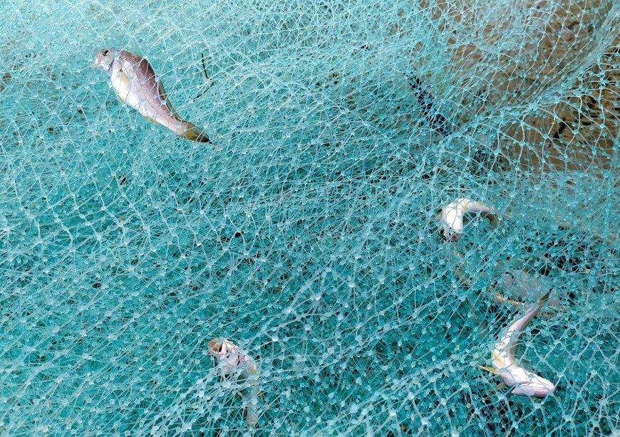 Fishermen pull in nets in Da Nang city Fishermen pull in nets in Da Nang city