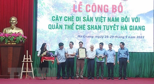 The Vietnam Association for the Protection of Nature and Environment announced and awarded the decision to recognize 1,324 Shan Tuyet tea trees of Ha Giang province as a Vietnamese Heritage Tree. (Photo: Nam Thai/VNA)