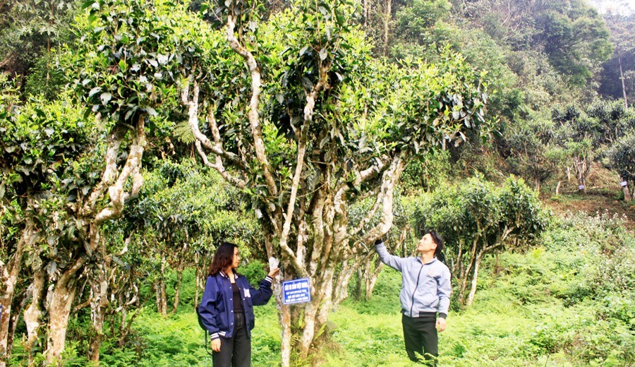 The hundreds of years old Shan Tuyet tea trees give a very distinctive flavor. (Photo: laodong)