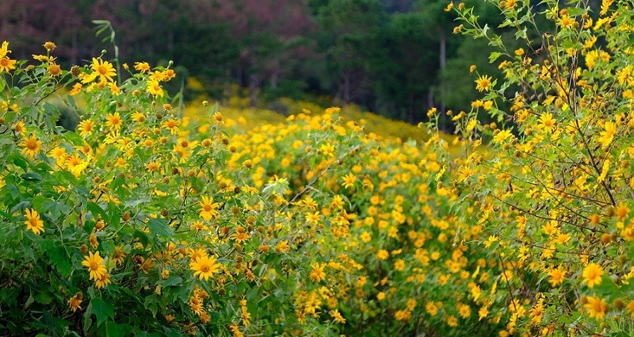 Da Quy flower (Wild Mexican sunflower) is the signature winter flower of Da Lat City. VNA Photo: Nguyễn Dũng