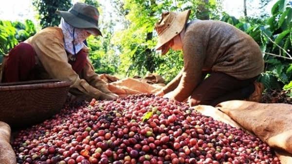 Viet Nam to replant, transplant 107,000ha of coffee by 2025