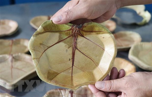 Phu Yen man makes unique plates from sea grape leaves. (Photo: VNA)