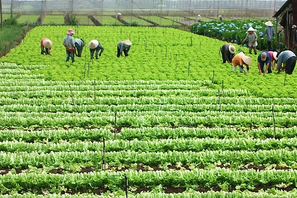 agriculture sector posts trade surplus of 33 bln usd in five months