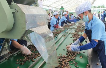 Cashew sector calls for 800 million USD credit package