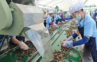 vinacas recommends cashew enterprises to trade carefully to avoid potential losses