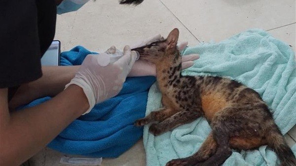 Two rare Owston's palm civets rescued in Ninh Binh