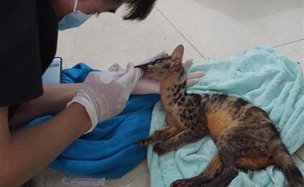 Two rare Owston's palm civets rescued in Ninh Binh. (Photo: VNA)