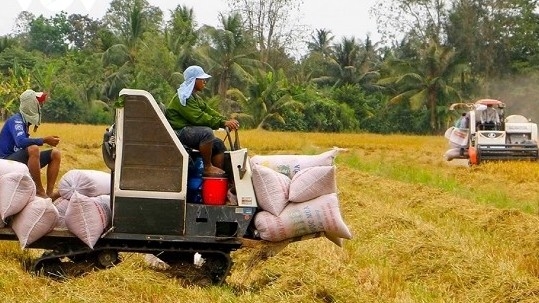 Vietnamese rice price maintains top place among regional exporters