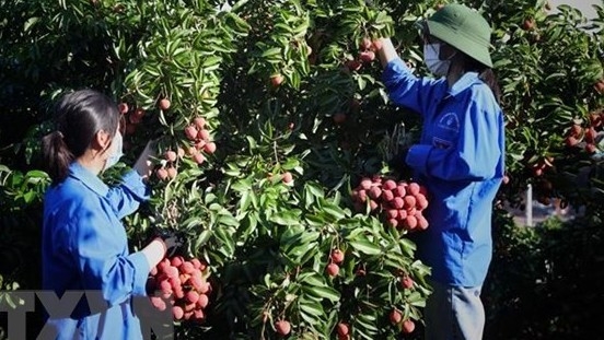 Vietnam facilitates lychee purchase by Chinese traders in Bac Giang: Spokesperson