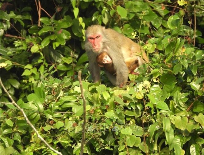 Five rare species of primates discovered in Thanh Hoa