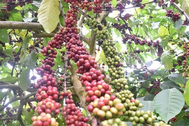 Vietnamese coffee export turnover exceeds 2 billion USD in five months