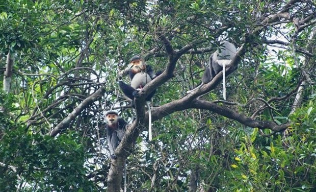Quang Nam expands natural habitat, living environment for rare douc langurs