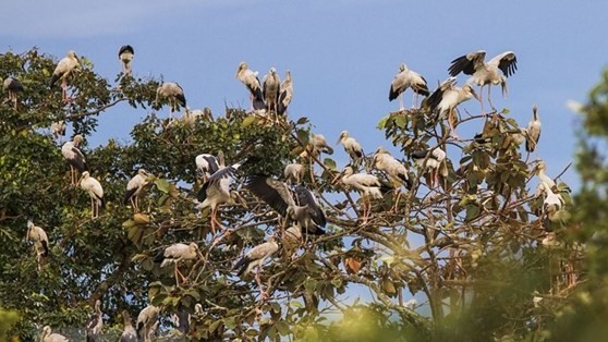 More than 1,000 individuals of endangered stork species spotted in Tay Ninh