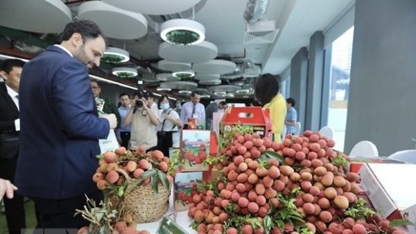 Seminar 'Vietnamese lychees go global' in Hanoi to promote global brand name of fruit