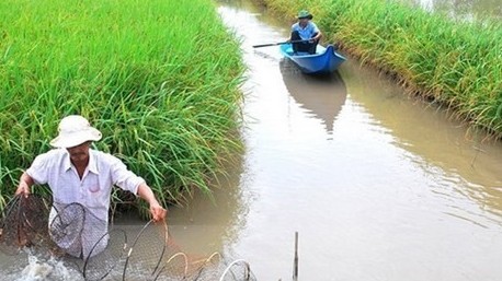 Bac Lieu shifts to organic rice farming