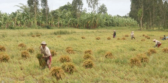 Initiative to protect food systems in Asian Mega Deltas (AMD) launched in Can Tho