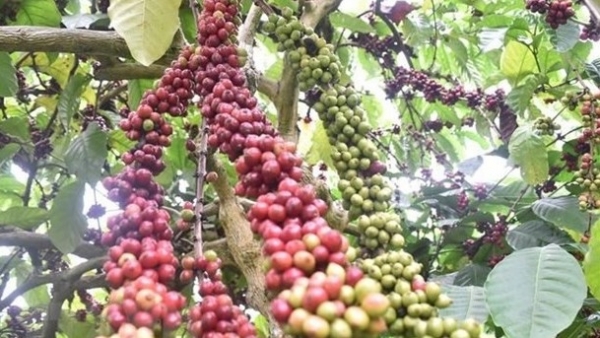 Vietnam to replant 107,000ha of coffee by 2025: Ministry