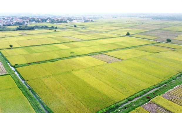 Room remains for Vietnamese rice exports to UK