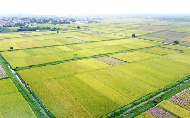 Room remains for Vietnamese rice exports to UK Room remains for Vietnamese rice exports to UK