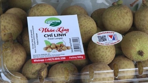 Hai Duong is harvesting longan for exports
