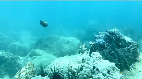 Solar-powered cameras proposed in Hon Mun for coral protection