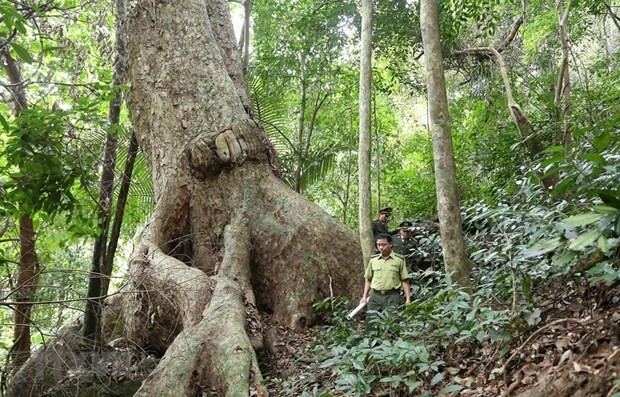 Forests cover 42.02% of Vietnam’s total area by end of 2021