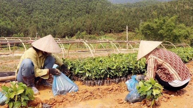 Quang Ninh: Businesses help farmers to plant timber tree forests