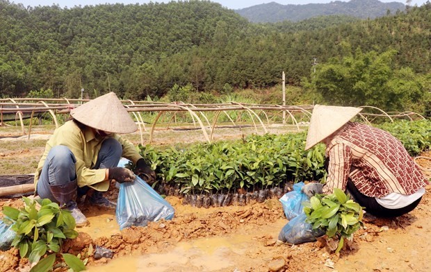 Quang Ninh: Businesses help farmers to plant timber tree forests