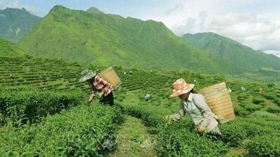 Vietnam ranks 7th worldwide in tea production