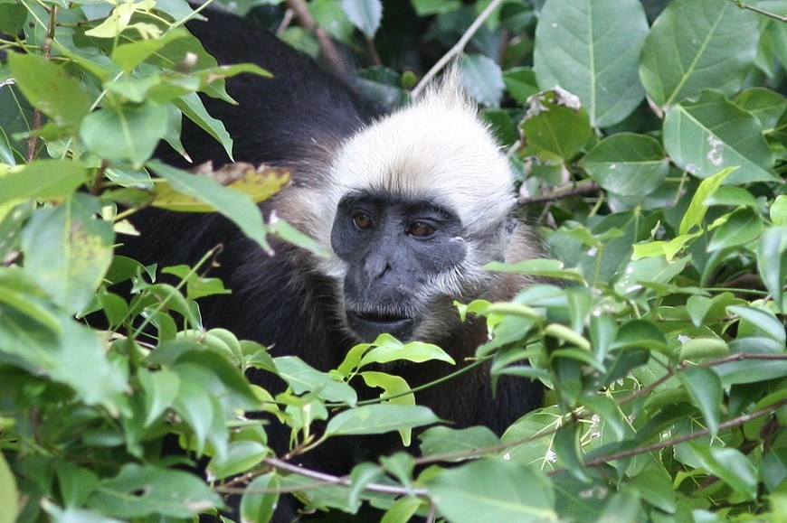 Cat Ba Langur - Endangered primate species
