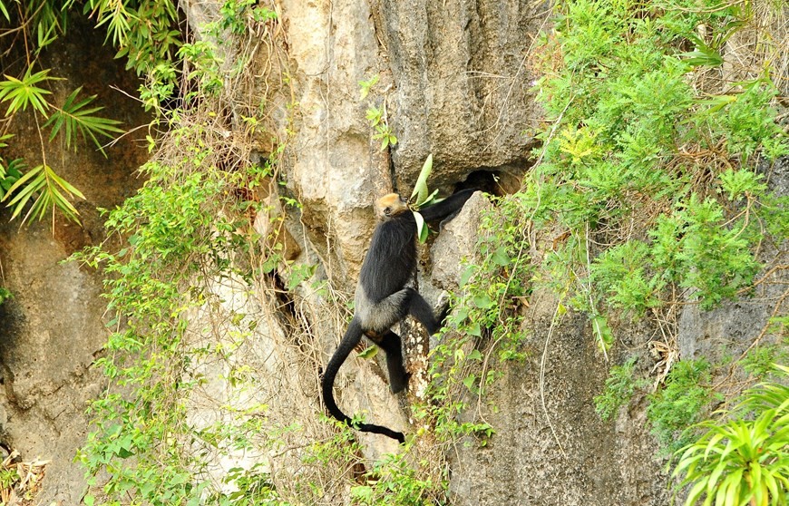 Cat Ba Langur - Endangered primate species