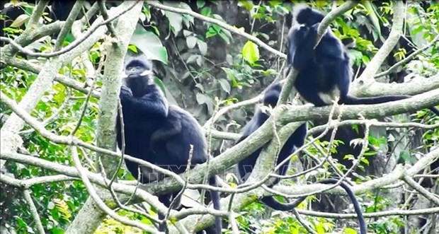 Quang Binh province reviews model for rare primate conservation