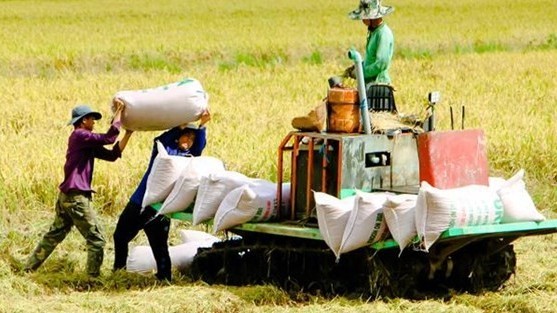 Low-carbon rice production helps Vietnam meet emission target