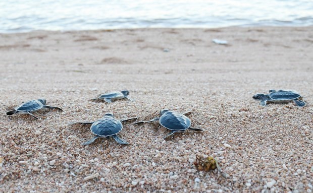Near 123,000 sea turtles released back into ocean from Con Dao National Park