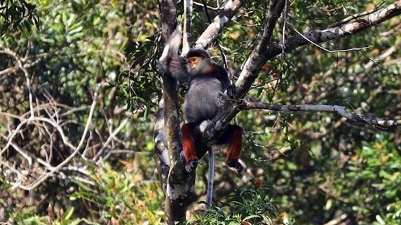 Two more national parks of Vietnam nominated ASEAN heritage ones