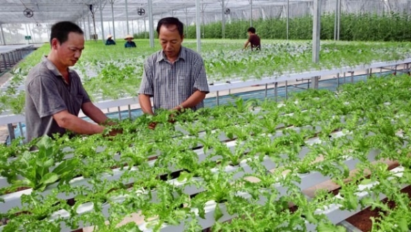 Hanoi’s agricultural sector has strengthened safe areas