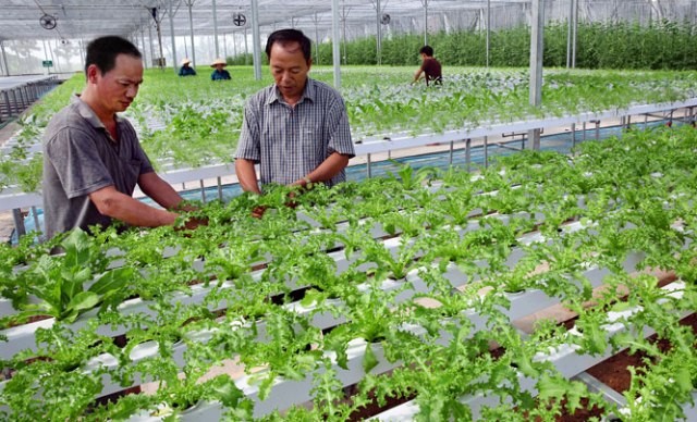 Hanoi builds safe agricultural production areas