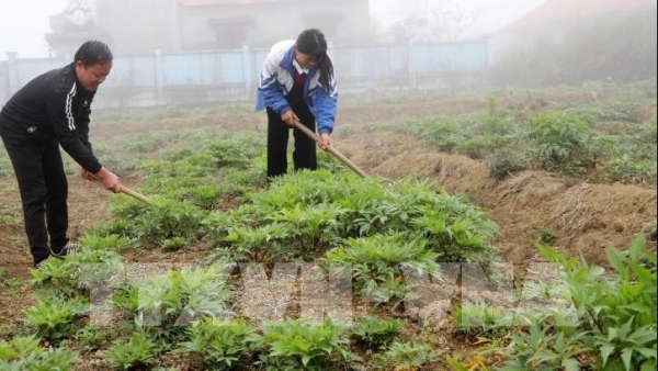 Lai Chau developing cultivation area for medicinal crops