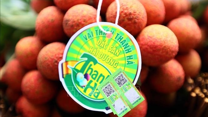 Hai Duong kicks off 2025 Thanh Ha lychee season with global trade push