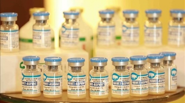 Eureka moment for African swine fever vaccine in Vietnam