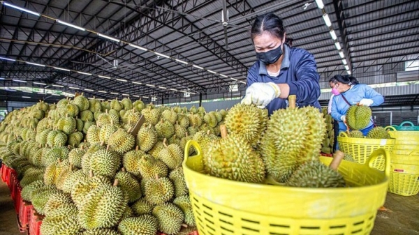 'Vua trái cây' được người dân Trung Quốc yêu thích, hàng mua từ Việt Nam tăng mạnh