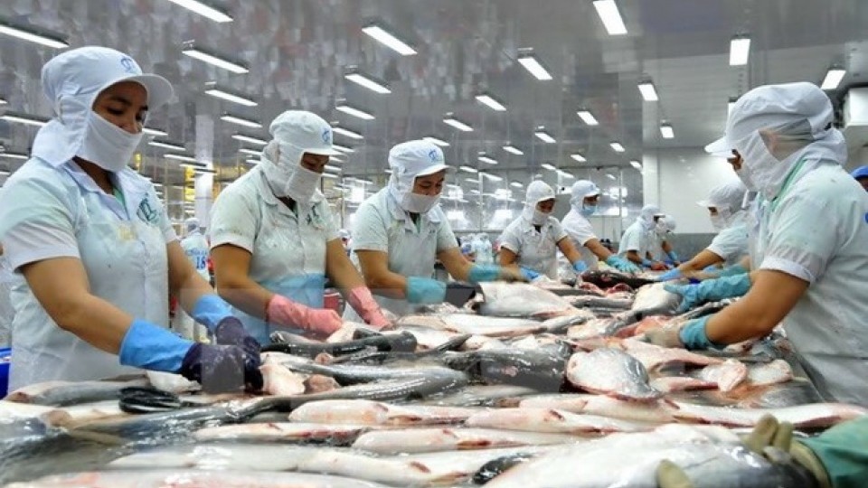 Tra fish exports recorded impressive growth in the first 10 months