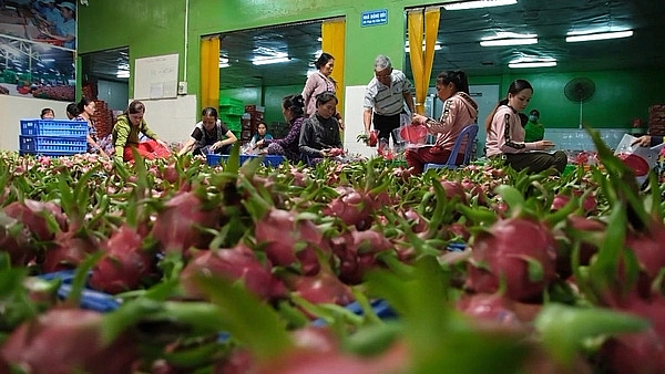 Vietnam posts two-fold growth in agricultural trade surplus in 7 months