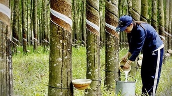 Thailand becomes world’s top rubber exporter