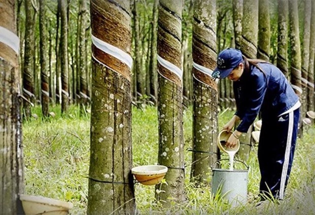 Thailand becomes world’s top rubber exporter. (AP)